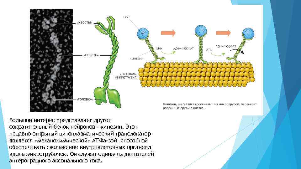 Сократительные белки. Кинезин функции. Кинезин строение. Белок кинезин функции. Нервная система белки.