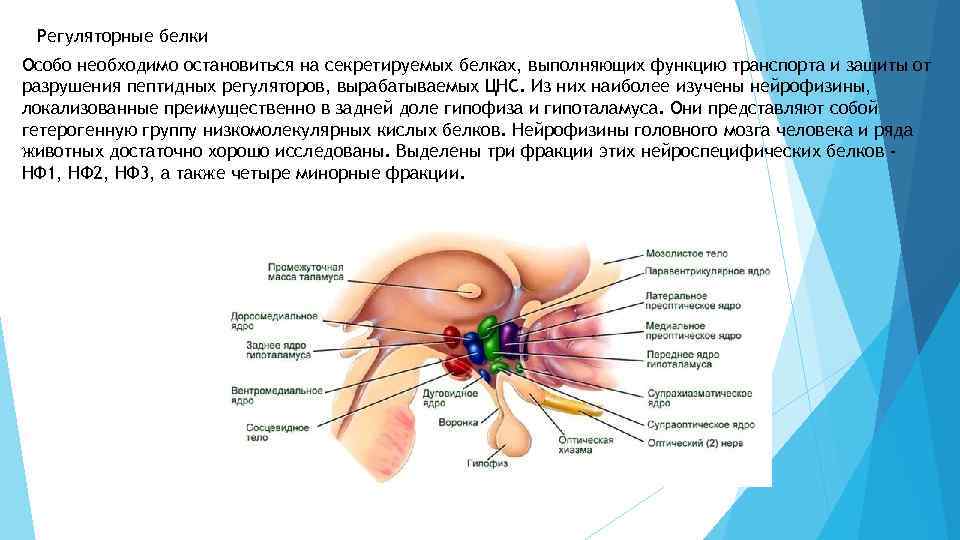 Регуляторные белки Особо необходимо остановиться на секретируемых белках, выполняющих функцию транспорта и защиты от