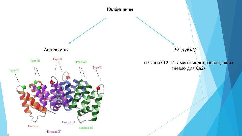 Калбиндины Аннексины EF-py. Koff петля из 12 -14 аминокислот, образующих гнездо для Са 2+
