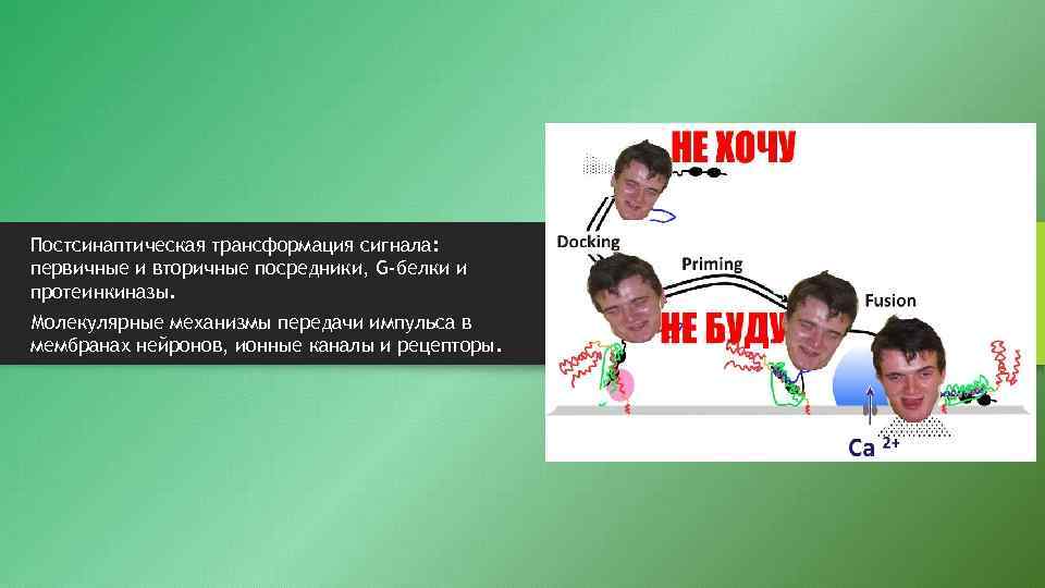 Постсинаптическая трансформация сигнала: первичные и вторичные посредники, G-белки и протеинкиназы. Молекулярные механизмы передачи импульса