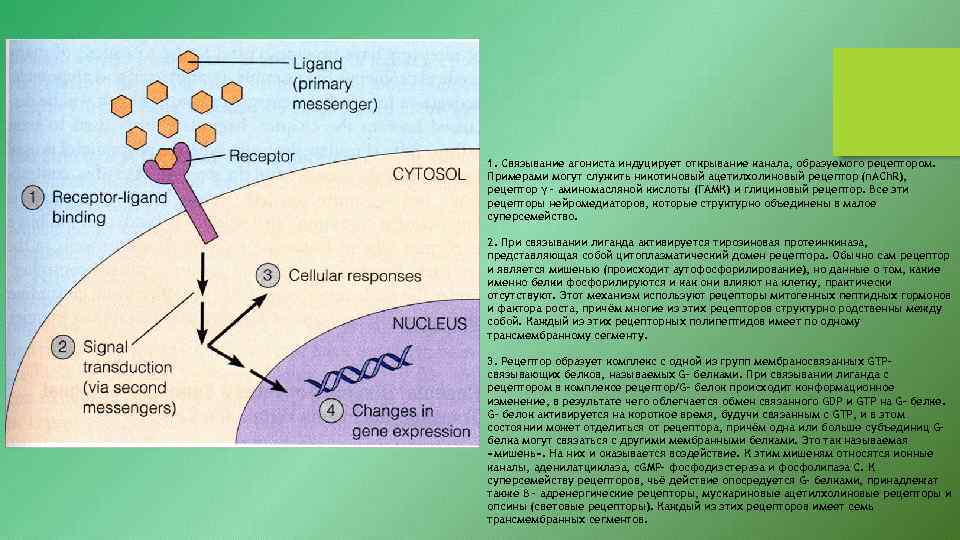 1. Связывание агониста индуцирует открывание канала, образуемого рецептором. Примерами могут служить никотиновый ацетилхолиновый рецептор