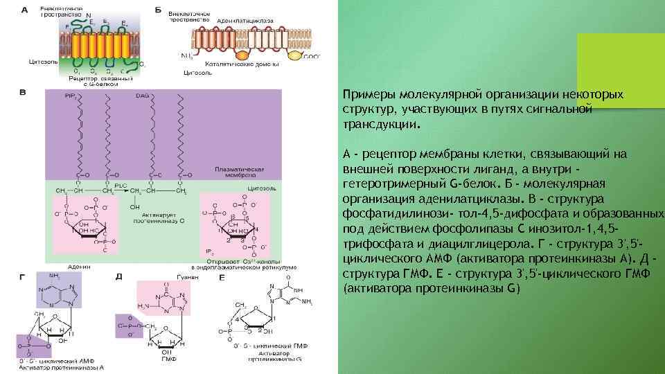 Примеры молекулярной организации некоторых структур, участвующих в путях сигнальной трансдукции. А - рецептор мембраны