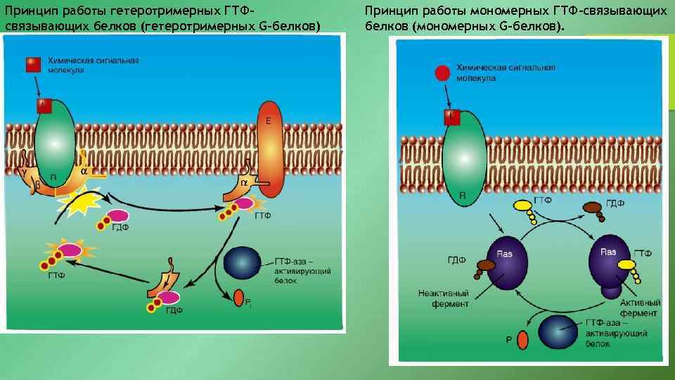 Принцип работы гетеротримерных ГТФсвязывающих белков (гетеротримерных G-белков) Принцип работы мономерных ГТФ-связывающих белков (мономерных G-белков).