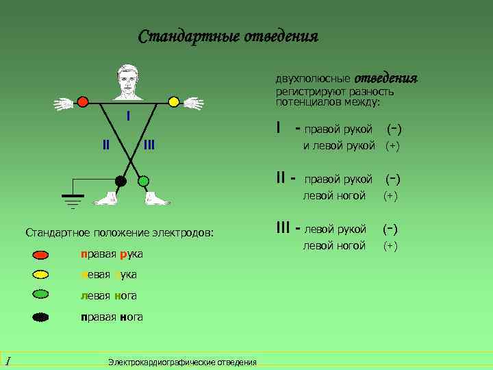 Стандартные отведения двухполюсные отведения регистрируют разность потенциалов между: I II I - правой рукой