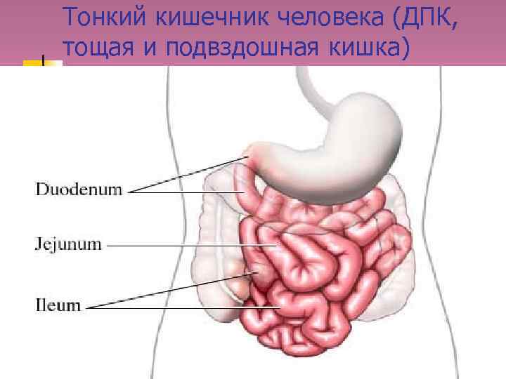 Тонкий кишечник человека (ДПК, тощая и подвздошная кишка) 