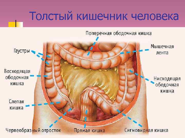 Толстый кишечник человека 
