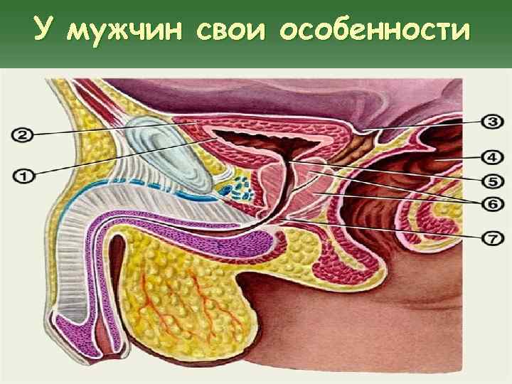 У мужчин свои особенности 