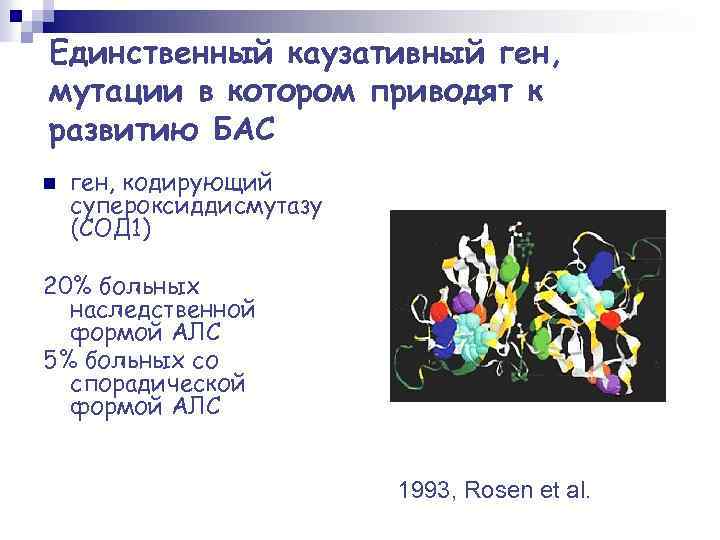 Единственный каузативный ген, мутации в котором приводят к развитию БАС n ген, кодирующий супероксиддисмутазу