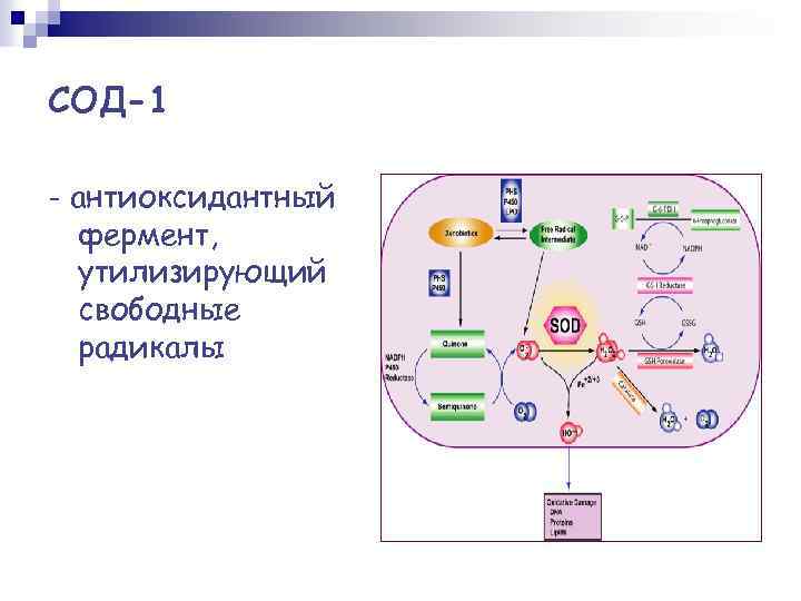 СОД-1 - антиоксидантный фермент, утилизирующий свободные радикалы 