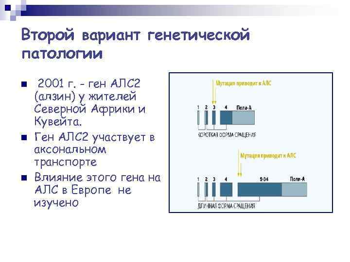 Второй вариант генетической патологии n n n 2001 г. - ген АЛС 2 (алзин)