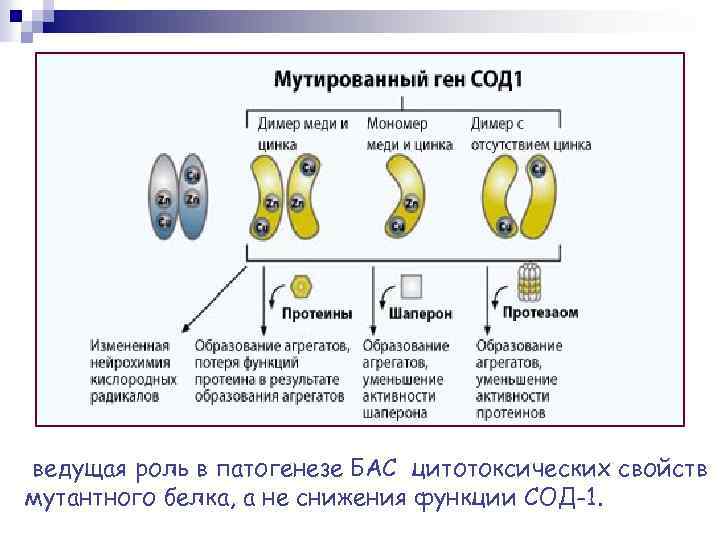 ведущая роль в патогенезе БАС цитотоксических свойств мутантного белка, а не снижения функции СОД-1.