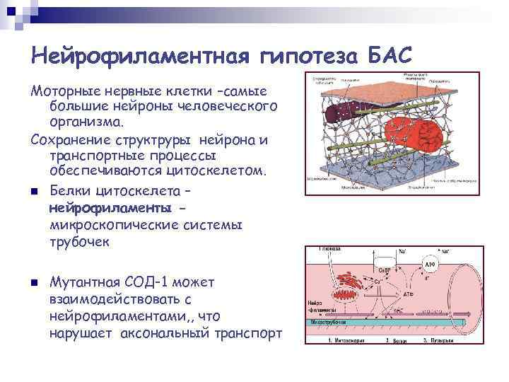 Нейрофиламентная гипотеза БАС Моторные нервные клетки –самые большие нейроны человеческого организма. Сохранение структруры нейрона