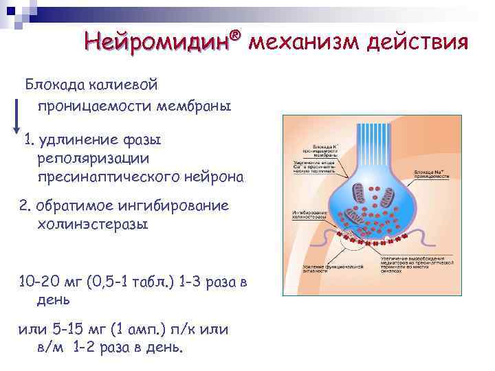 Нейромидин® механизм действия Блокада калиевой проницаемости мембраны 1. удлинение фазы реполяризации пресинаптического нейрона 2.