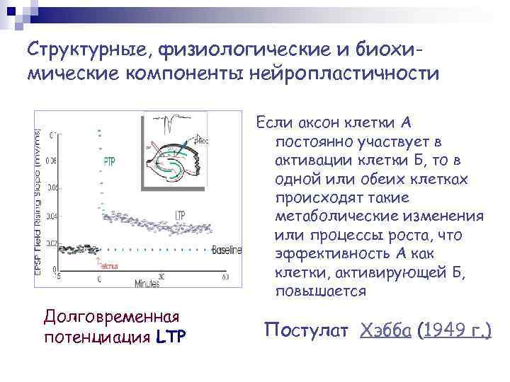 Структурные, физиологические и биохимические компоненты нейропластичности Если аксон клетки А постоянно участвует в активации