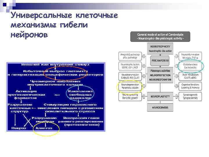 Универсальные клеточные механизмы гибели нейронов 