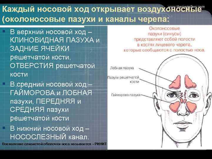 Каждый носовой ход открывает воздухоносные (околоносовые пазухи и каналы черепа: § В верхний носовой