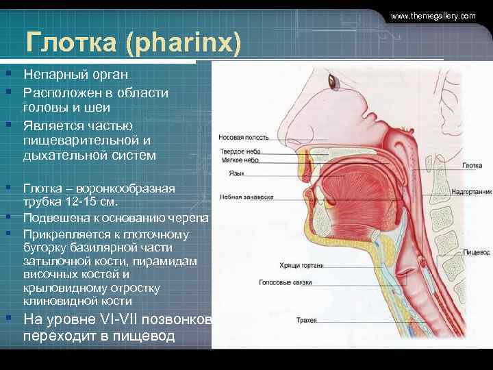 www. themegallery. com Глотка (pharinx) § Непарный орган § Расположен в области головы и