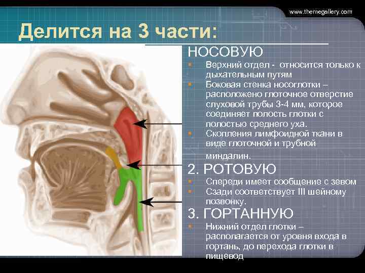 www. themegallery. com Делится на 3 части: НОСОВУЮ § § § Верхний отдел -