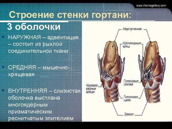 www. themegallery. com Строение стенки гортани: 3 оболочки § НАРУЖНАЯ – адвентиция – состоит