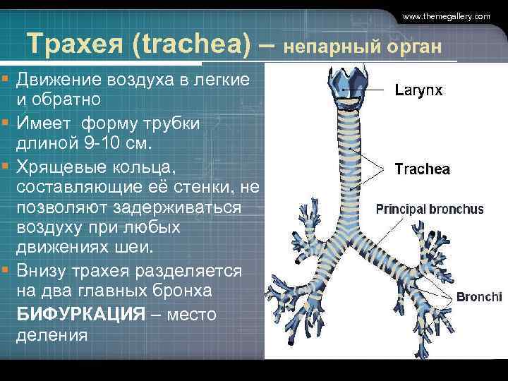 www. themegallery. com Трахея (trachea) – непарный орган § Движение воздуха в легкие и