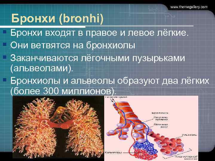 www. themegallery. com Бронхи (bronhi) § Бронхи входят в правое и левое лёгкие. §