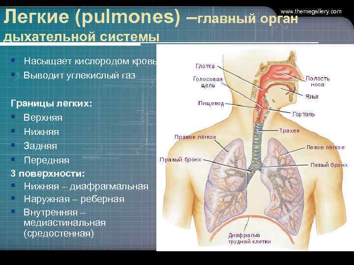 Легкие (pulmones) –главный орган www. themegallery. com дыхательной системы § Насыщает кислородом кровь §