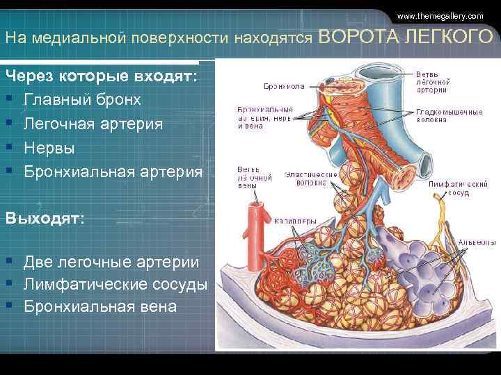 www. themegallery. com На медиальной поверхности находятся ВОРОТА ЛЕГКОГО Через которые входят: § Главный