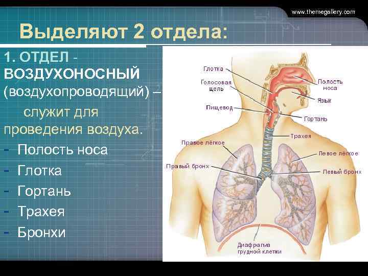 Гортань И Глотка Строение Фото Через Рот