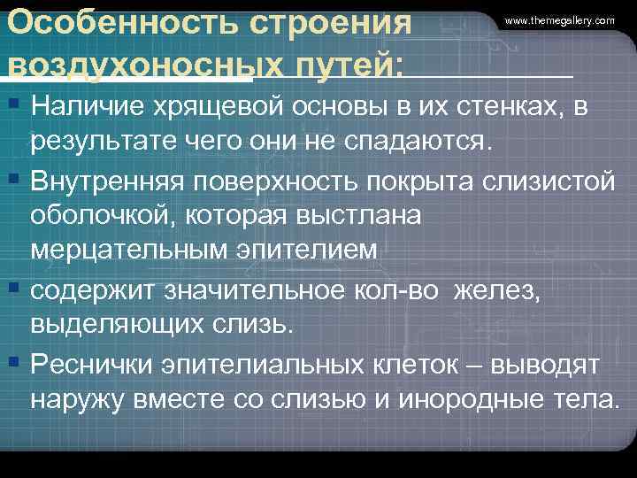 Особенность строения воздухоносных путей: www. themegallery. com § Наличие хрящевой основы в их стенках,