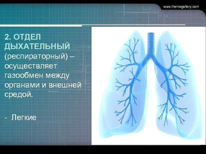 www. themegallery. com 2. ОТДЕЛ ДЫХАТЕЛЬНЫЙ (респираторный) – осуществляет газообмен между органами и внешней