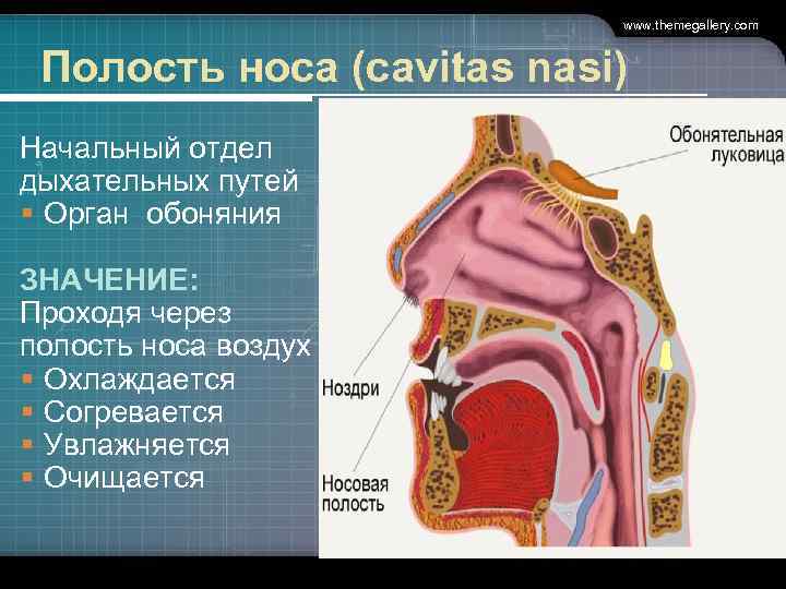 www. themegallery. com Полость носа (cavitas nasi) Начальный отдел дыхательных путей § Орган обоняния