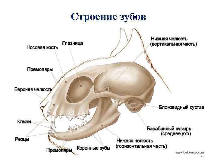 Строение зубов 10 
