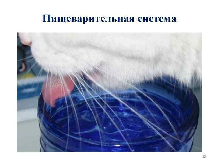 Пищеварительная система 13 