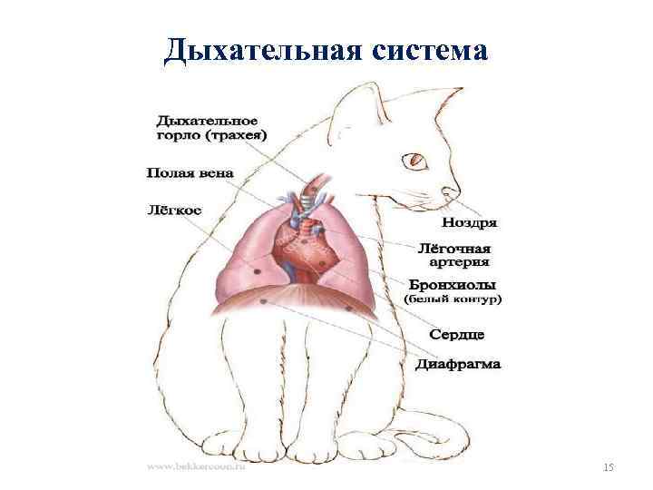 Дыхательная система 15 