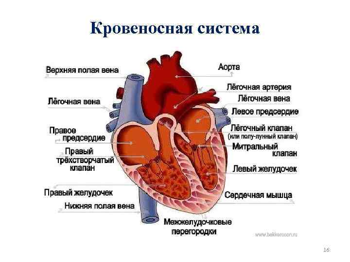 Кровеносная система 16 