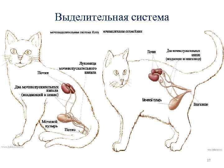 Выделительная система 17 