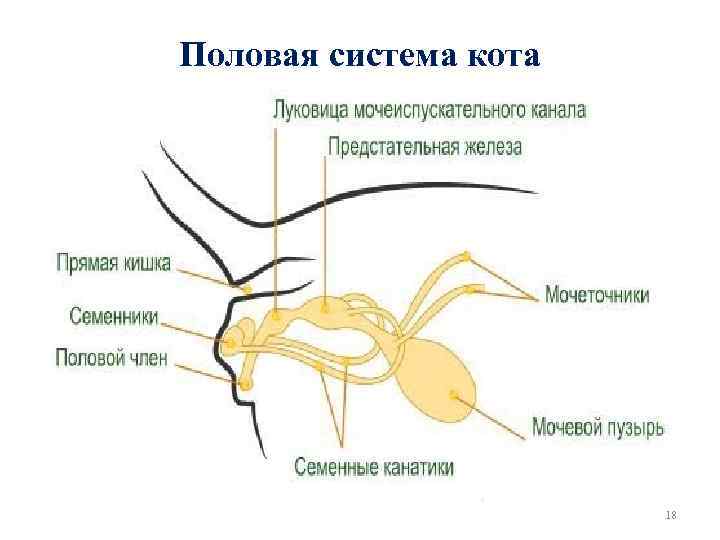 Половая система кота 18 
