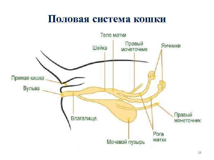 Половая система кошки 19 