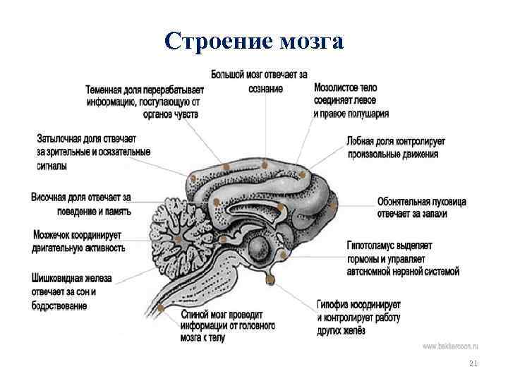 Строение мозга 21 
