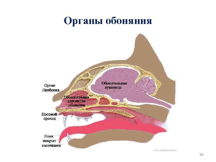 Органы обоняния 24 