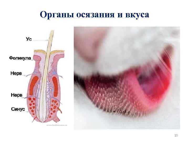Органы осязания и вкуса 25 