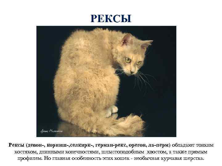 РЕКСЫ Рексы (девон-, корниш-, селкирк-, герман-рекс, орегон, ла-перм) обладают тонким костяком, длинными конечностями, шлыстоподобным