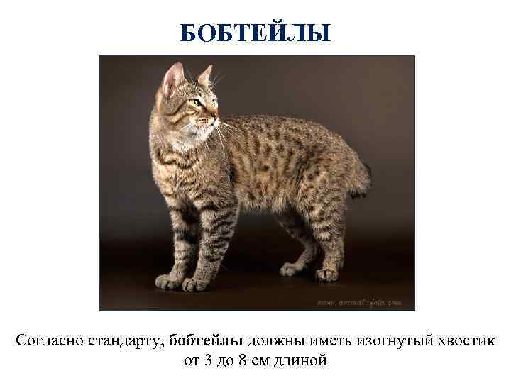 БОБТЕЙЛЫ Согласно стандарту, бобтейлы должны иметь изогнутый хвостик от 3 до 8 см длиной