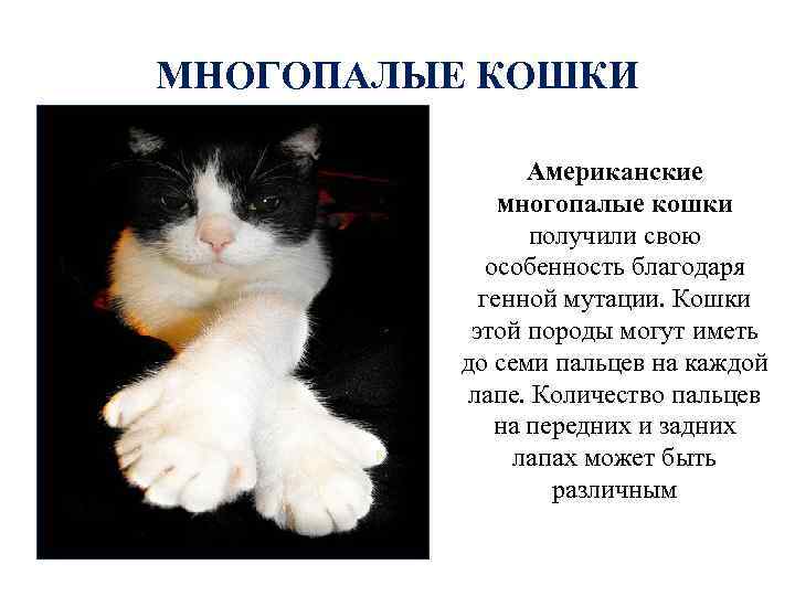 МНОГОПАЛЫЕ КОШКИ Американские многопалые кошки получили свою особенность благодаря генной мутации. Кошки этой породы