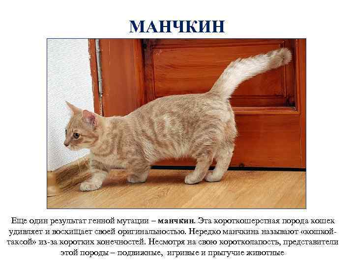МАНЧКИН Еще один результат генной мутации – манчкин. Эта короткошерстная порода кошек удивляет и