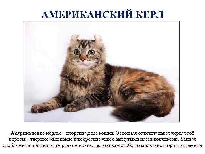 АМЕРИКАНСКИЙ КЕРЛ Американские керлы – неординарные кошки. Основная отличительная черта этой породы – твердые