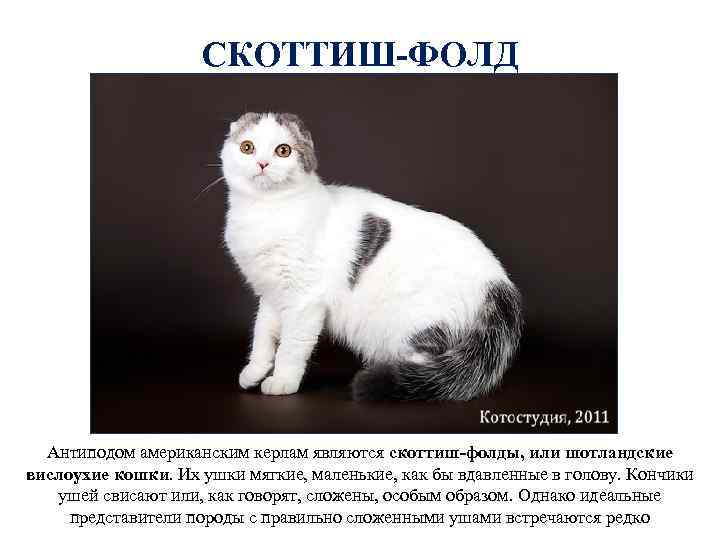 СКОТТИШ-ФОЛД Антиподом американским керлам являются скоттиш-фолды, или шотландские вислоухие кошки. Их ушки мягкие, маленькие,