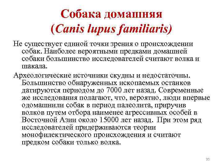 Собака домашняя (Canis lupus familiaris) Не существует единой точки зрения о происхождении собак. Наиболее