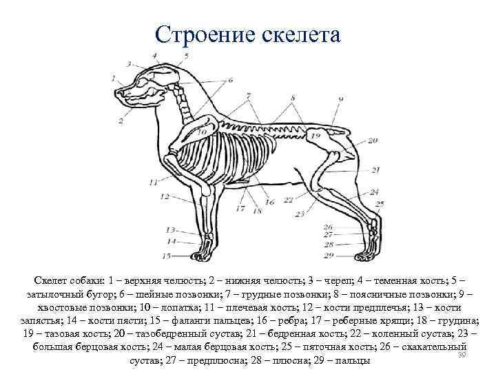 Строение скелета Скелет собаки: 1 – верхняя челюсть; 2 – нижняя челюсть; 3 –