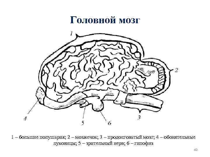 Головной мозг 1 – большие полушария; 2 – мозжечок; 3 – продолговатый мозг; 4